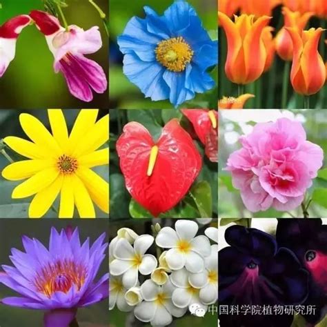 五顏六色的花|新知丨花兒為什麼五顏六色？